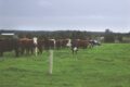 CowsFieldFence 1